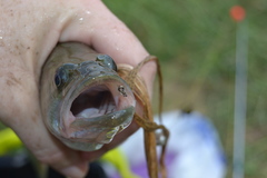 Micropterus salmoides