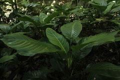 Dieffenbachia longispatha