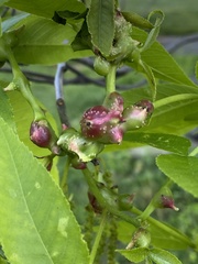 Phylloxera spinosa