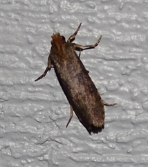 Acrolophus propinqua