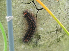 Eilema griseola