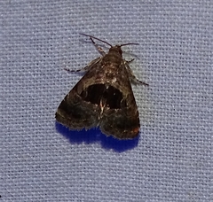 Tripudia rectangula