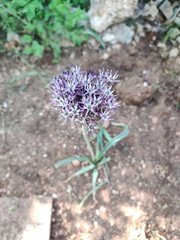 Allium cyrillii