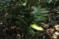 Zamia verschaffeltii