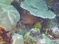Cephalopholis cyanostigma
