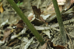 Zamia verschaffeltii