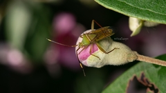 Hyalopeplus spinosus