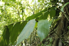 Zamia verschaffeltii