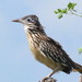 Lesser Roadrunner - Photo (c) Elena, some rights reserved (CC BY-NC), uploaded by Elena