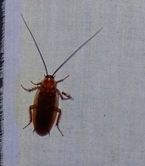 Parcoblatta virginica
