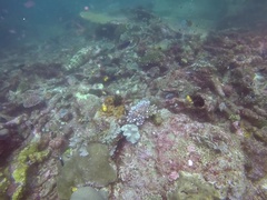 Epinephelus fuscoguttatus