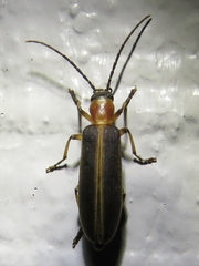 Oxycopis mimetica