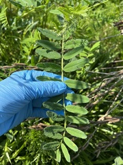 Astragalus canadensis