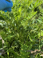 Astragalus canadensis