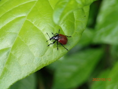 Phialodes rufipennis