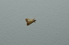 Autocharis