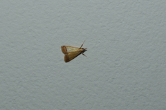 Autocharis