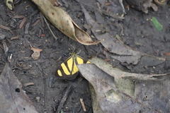 Phaeochlaena solilucis