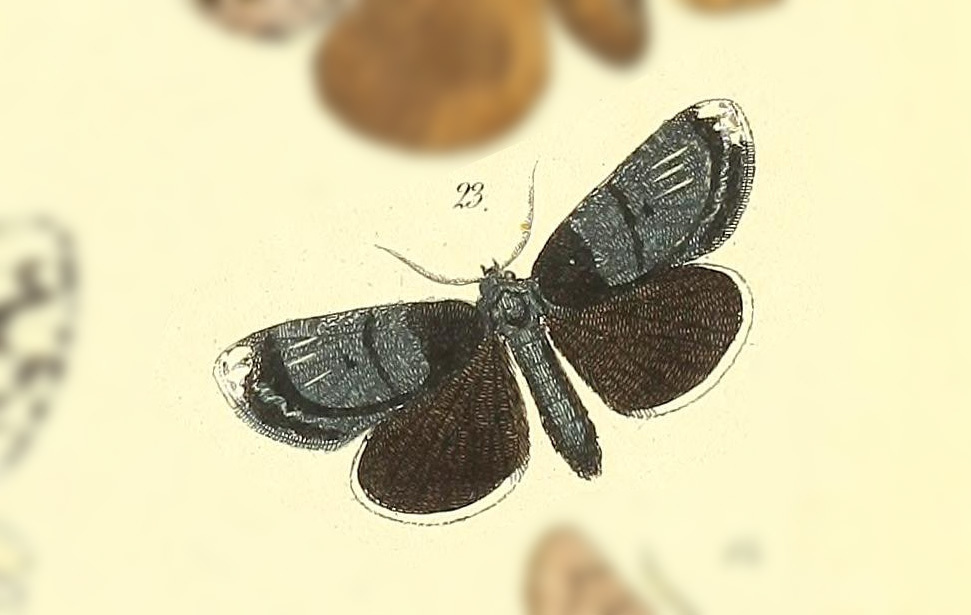 Erocha leucotelus