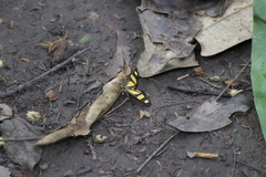 Phaeochlaena solilucis