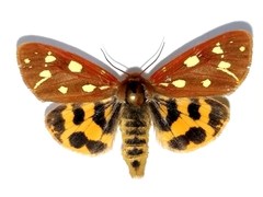 Arctia aulica