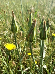 Scorzonera laciniata