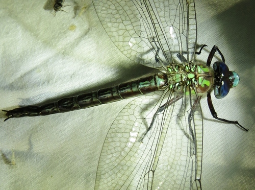 Cyrano Darner