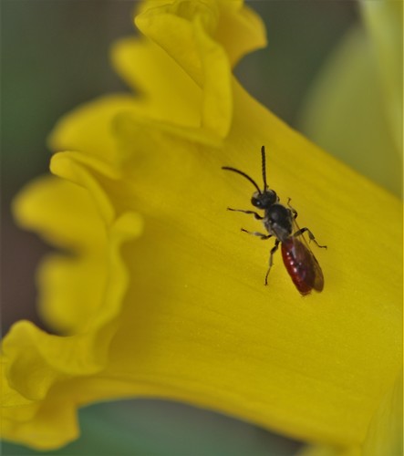 Buttercup Blood Bee