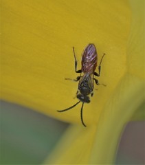Sphecodes ranunculi