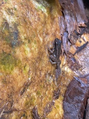 Mannophryne trinitatis