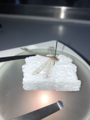 Sympecma paedisca