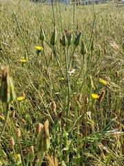 Scorzonera laciniata