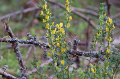 Chamaecytisus ruthenicus