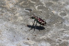 Cicindela fulgida