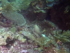 Epinephelus bleekeri