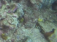 Cephalopholis urodeta