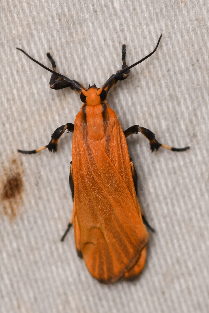 Lycomorphodes sordida