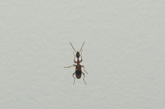 Ophionea indica