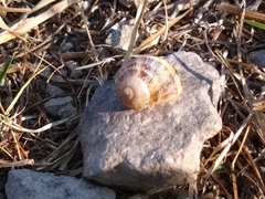 Cornu aspersum