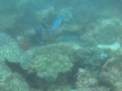 Caesio caerulaurea