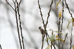 Leptasthenura aegithaloides