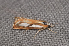 Catoptria permutatellus