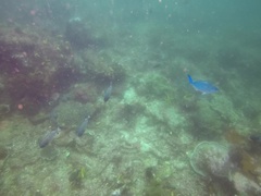 Caesio lunaris