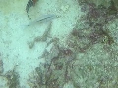 Parupeneus barberinus