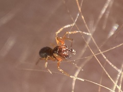 Erigoninae