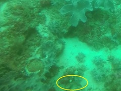 Parupeneus multifasciatus