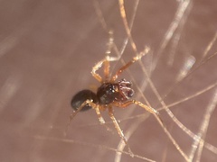 Erigoninae