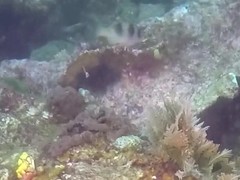 Parupeneus crassilabris