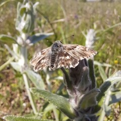 Muschampia orientalis