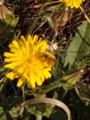 Apis mellifera